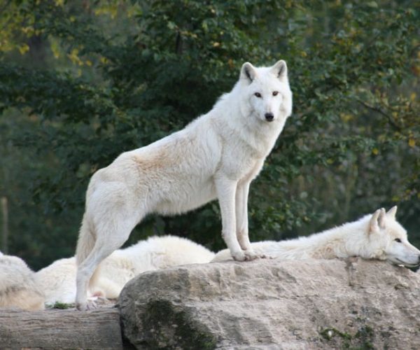 ledomainedesfauves_animaux_2022_loup-arctique