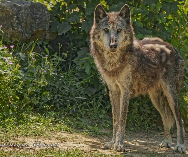 ledomainedesfauves_animaux_2022_loup-mac-enzie